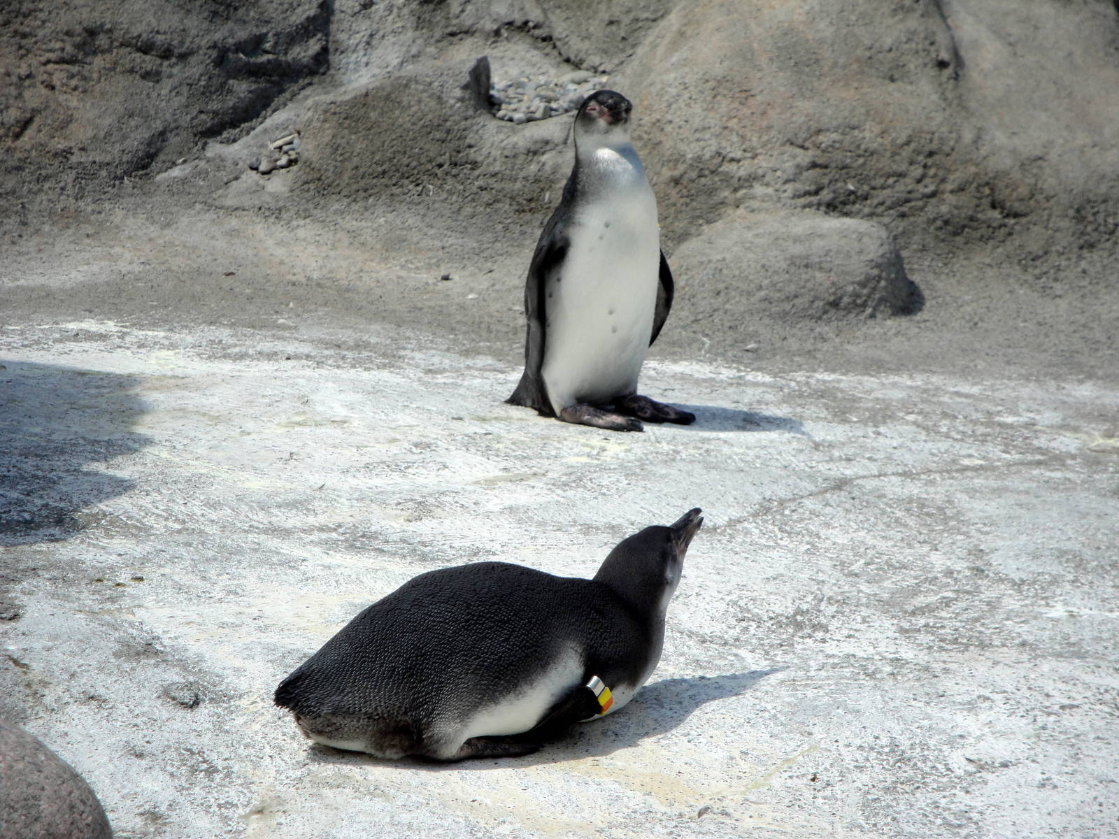 Juvenile Humbolt Penguins