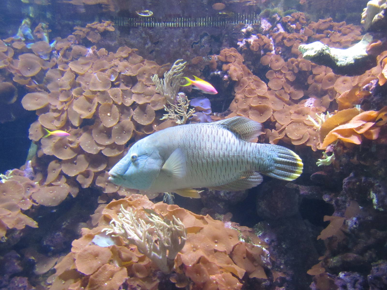 Juvenile Humphead Wrasse