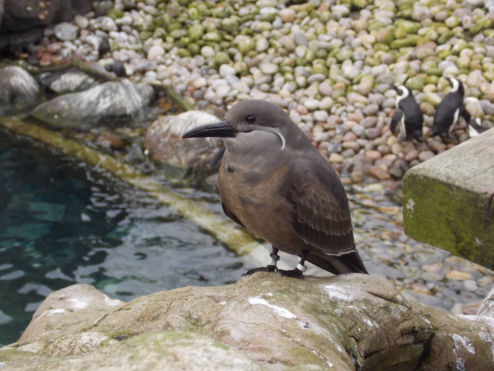 Juvenile Inca Tern 15/3/13