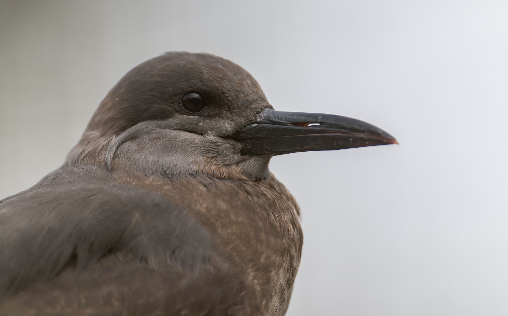Juvenile Inca Tern, CWP, UK