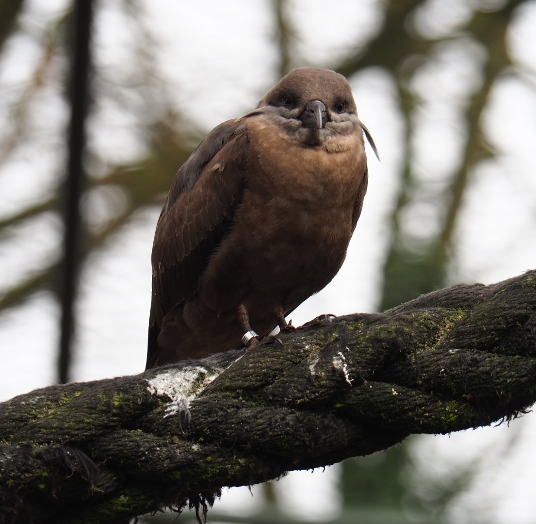 Juvenile Inca tern (Larosterna inca), 2019-04-06