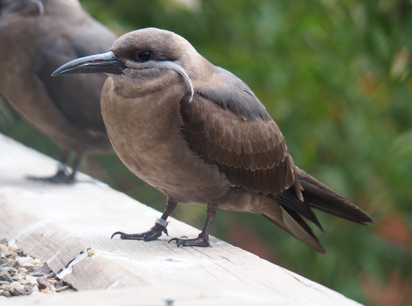 Juvenile Inca tern (Larosterna inca), 2019-04-06