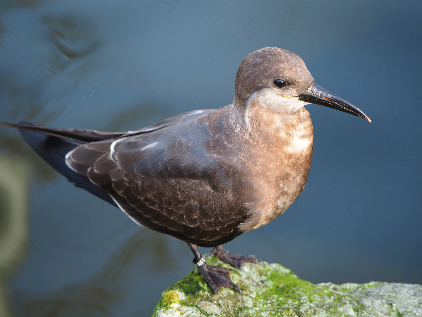 Juvenile Inca tern (Larosterna inca), 2019-12-28