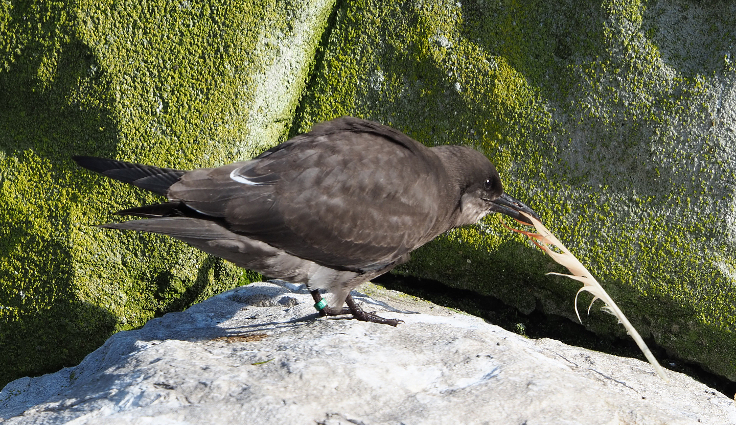 Juvenile Inca tern (Larosterna inca), 2020-10-10