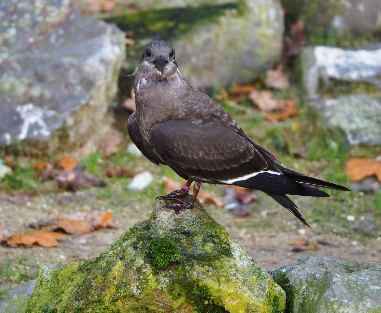 Juvenile Inca tern (Larosterna inca), 2021-11-23