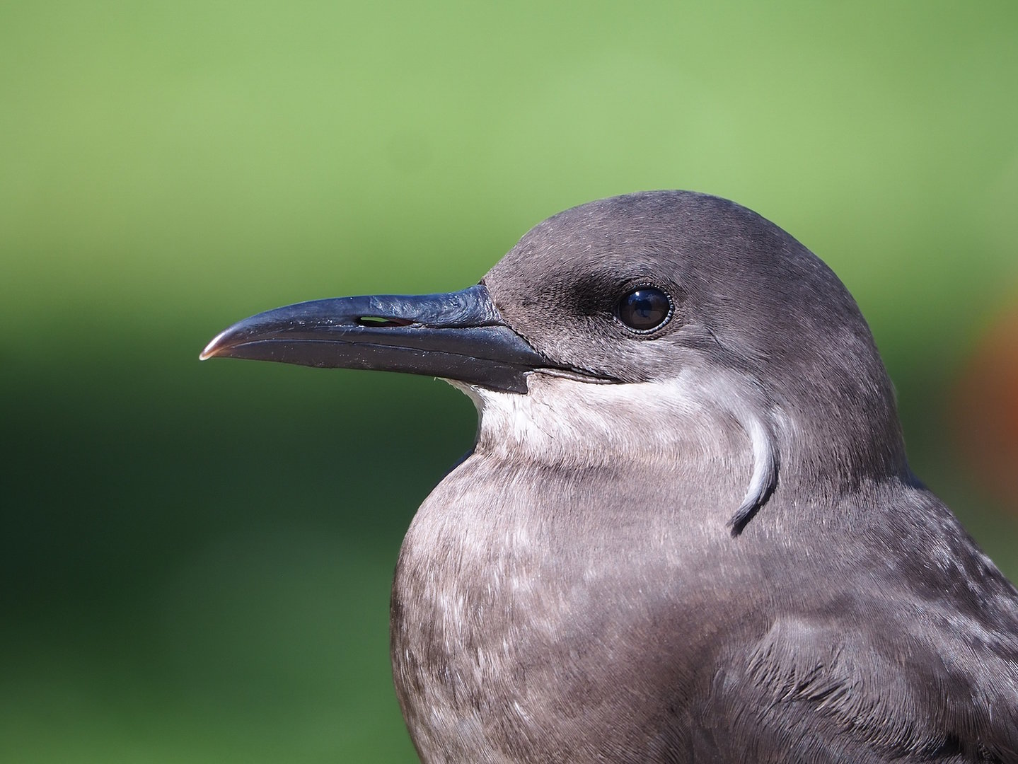 Juvenile Inca tern (Larosterna inca), 2022-07-16