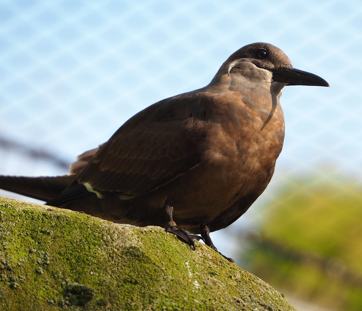 Juvenile Inca tern (Larosterna inca), 2022-10-19