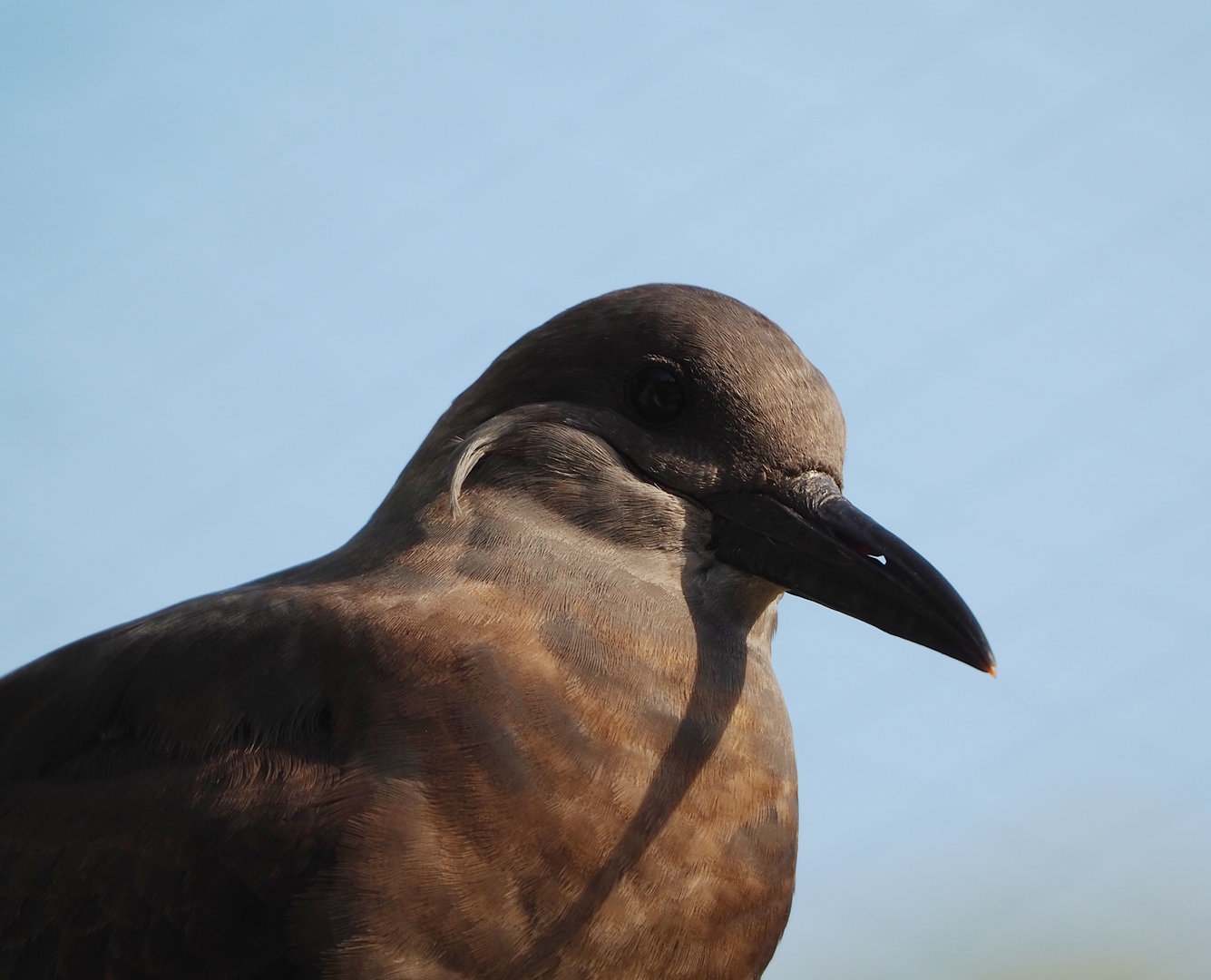 Juvenile Inca tern (Larosterna inca), 2022-10-19