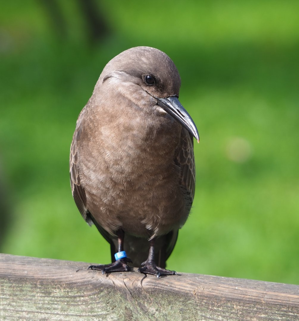 Juvenile Inca tern (Larosterna inca), 2023-09-19