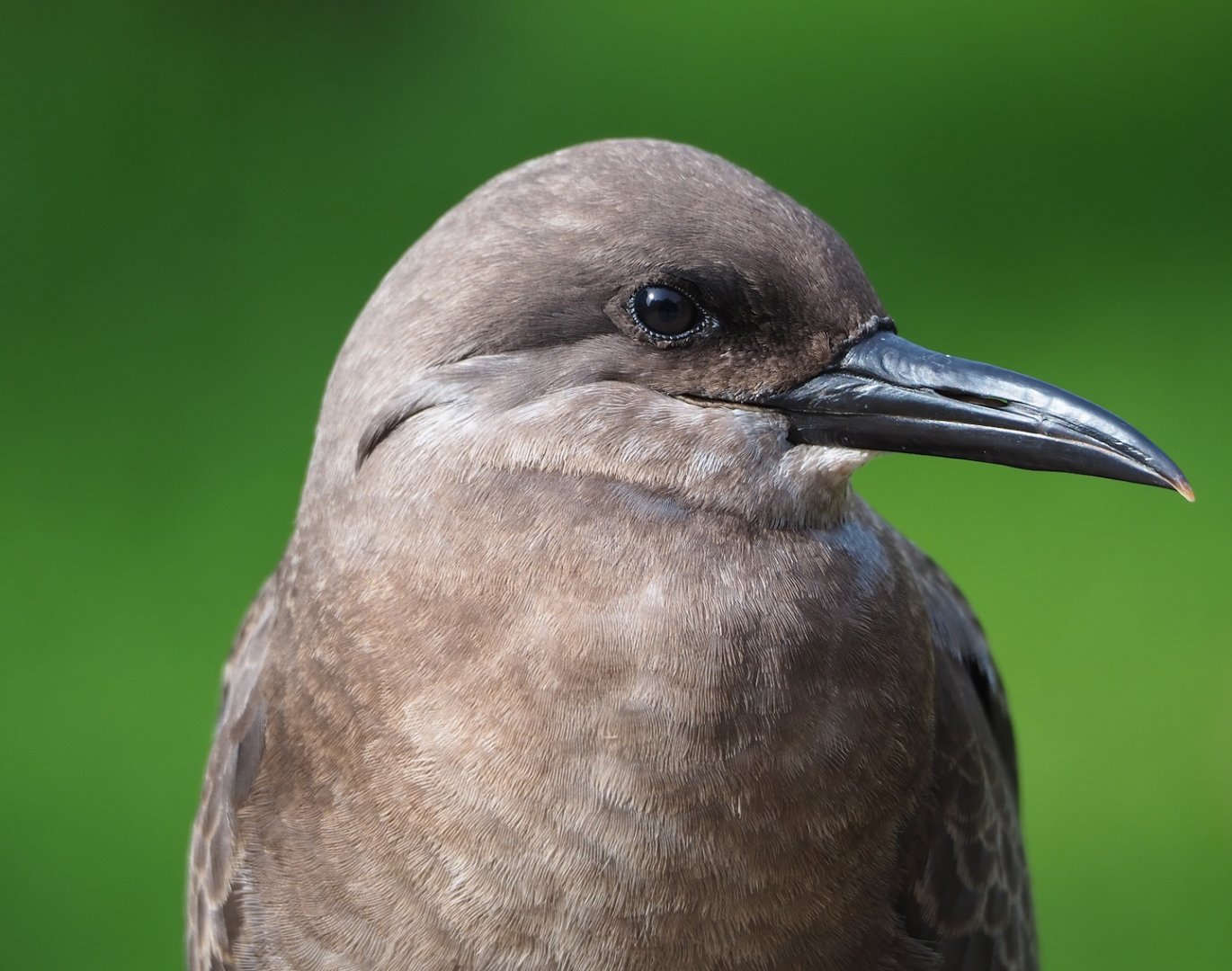 Juvenile Inca tern (Larosterna inca), 2023-09-19