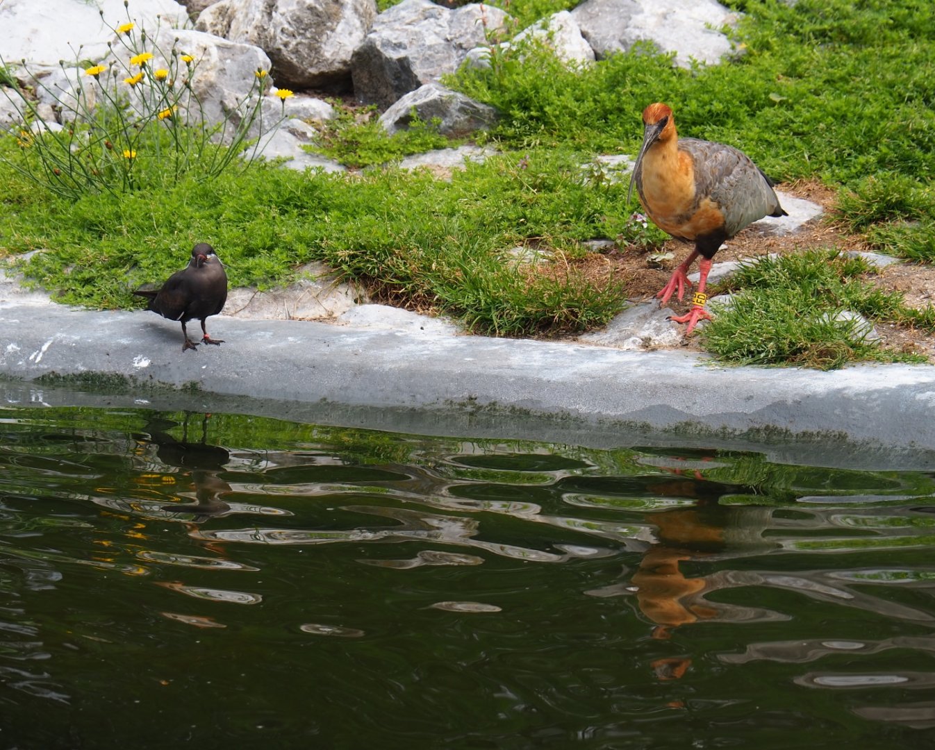 Juvenile Inca tern (Larosterna inca) and Black-faced ibis (Theristicus melanopis), 2019-05-31