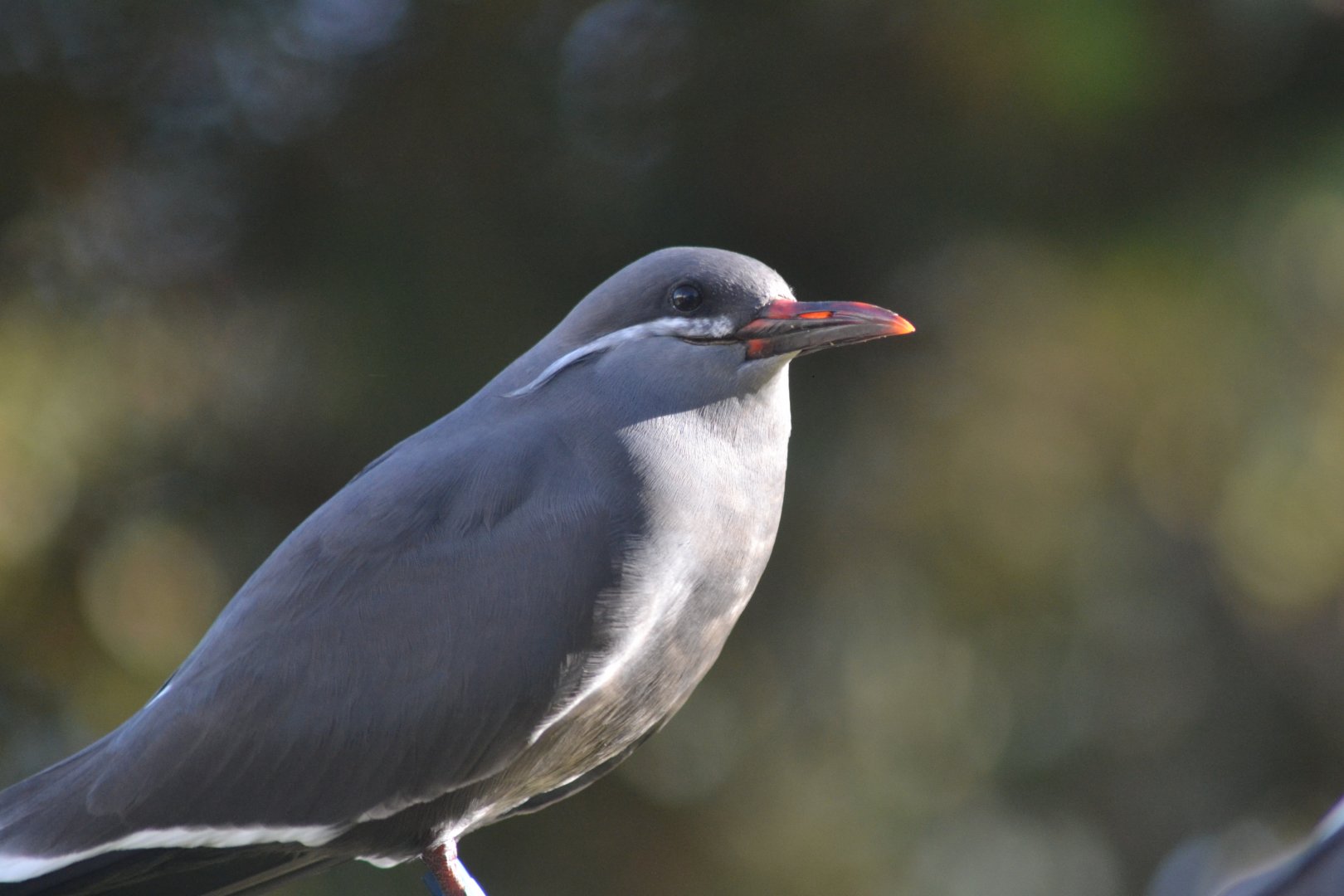 Juvenile Inca tern
