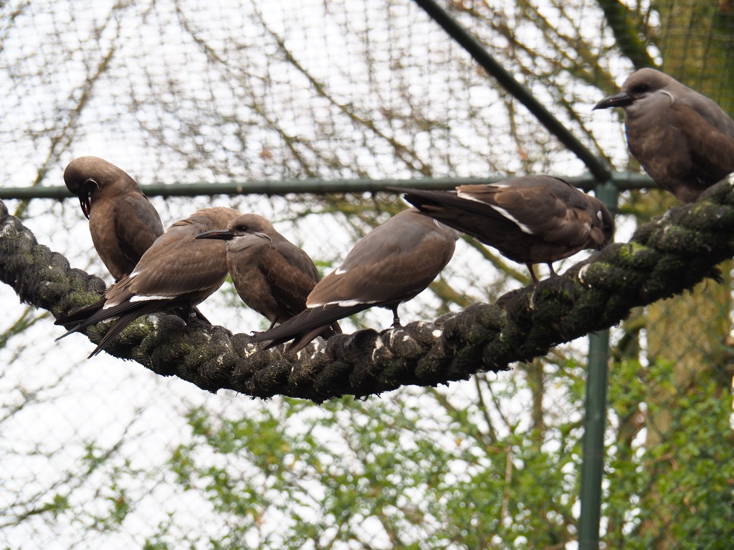 Juvenile Inca terns (Larosterna inca) on rope, 2019-04-06