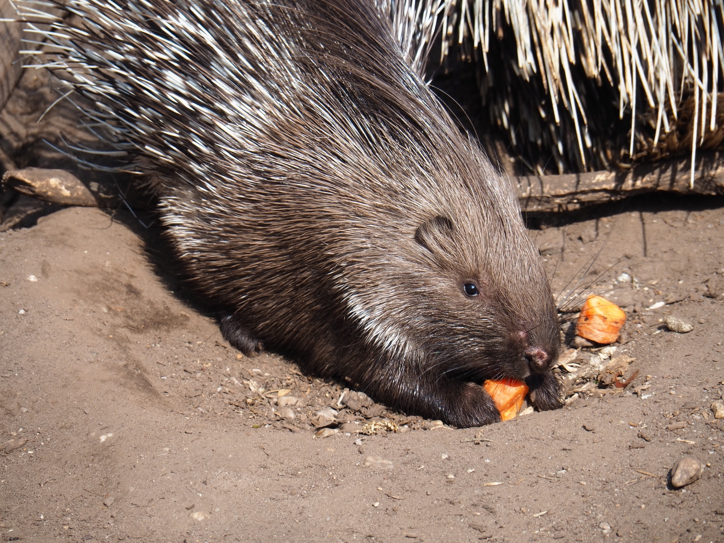 Juvenile Indian crested porcupine (Hystrix indica) feeding, 2019-04-06