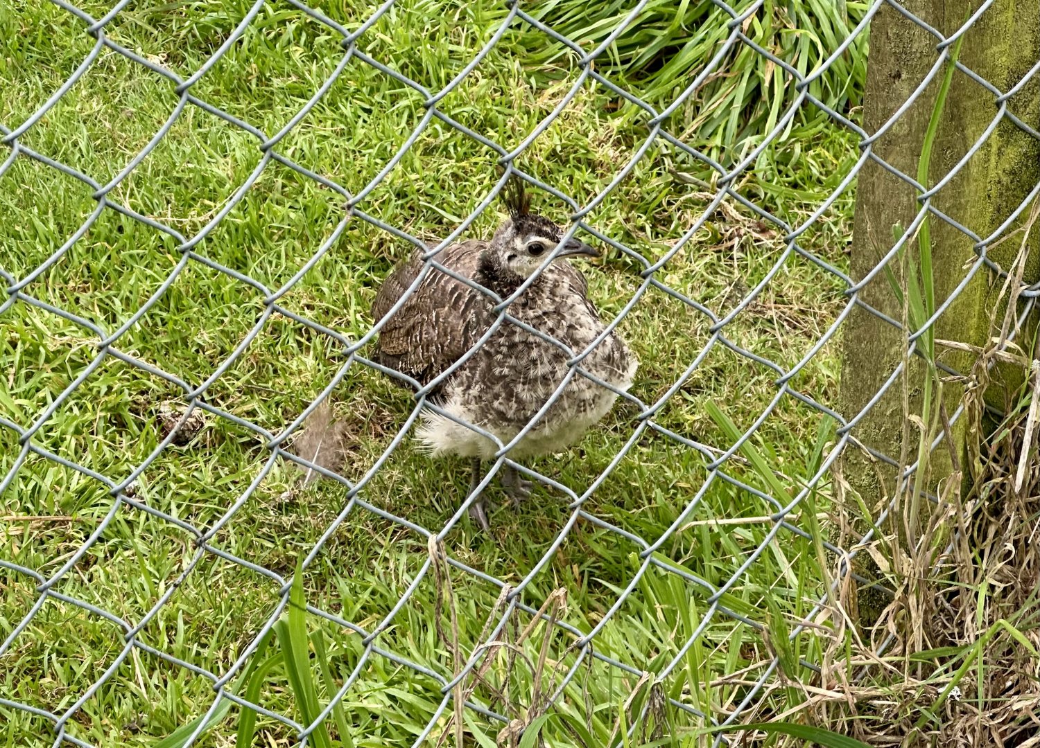 Juvenile Indian Peafowl