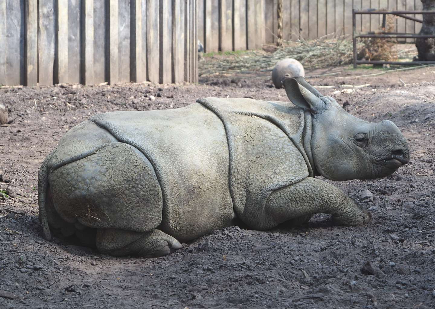 Juvenile Indian rhinoceros Vaiana (Rhinoceros unicornis), 2021-04-20