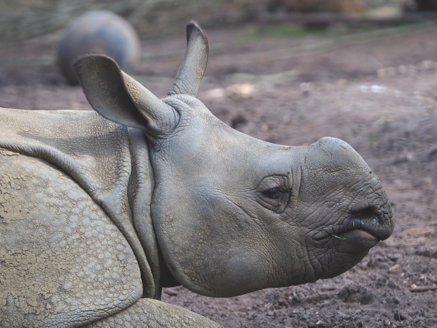 Juvenile Indian rhinoceros Vaiana (Rhinoceros unicornis), 2021-04-20