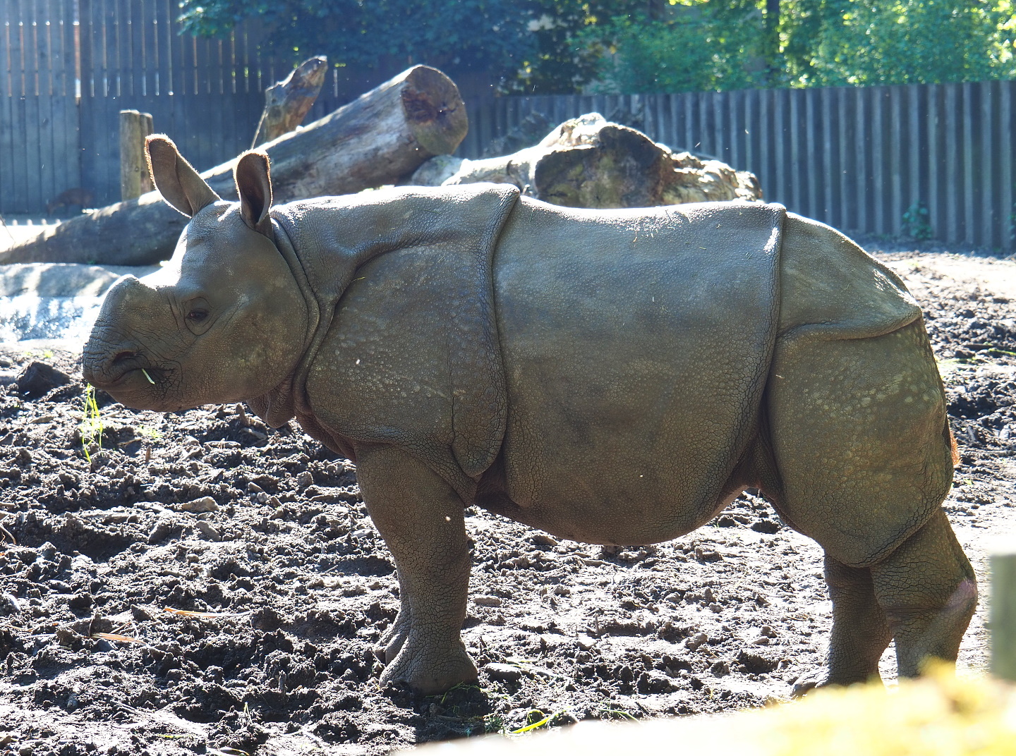 Juvenile Indian rhinoceros Vaiana (Rhinoceros unicornis), 2021-06-01