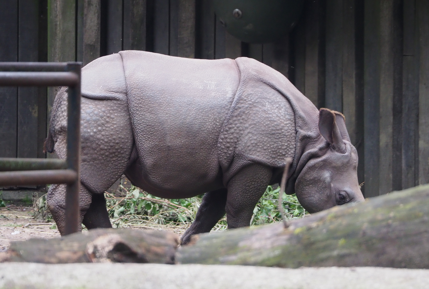 Juvenile Indian rhinoceros Vaiana (Rhinoceros unicornis), 2021-07-03