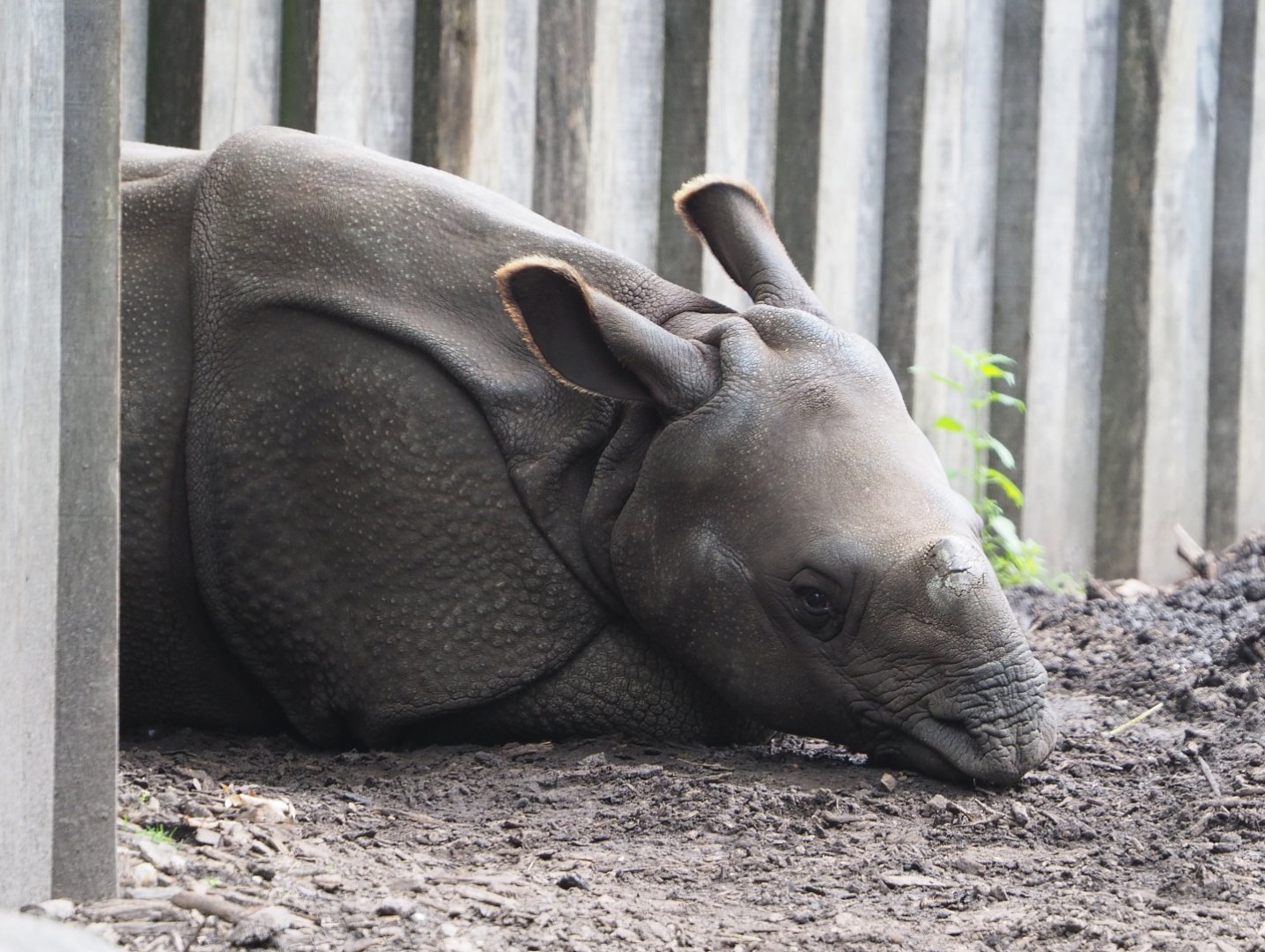 Juvenile Indian rhinoceros Vaiana (Rhinoceros unicornis), 2021-07-03