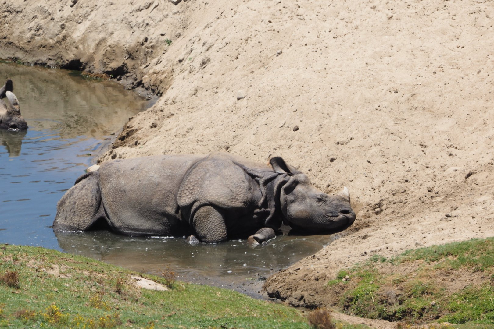 Juvenile Indian rhinoceros