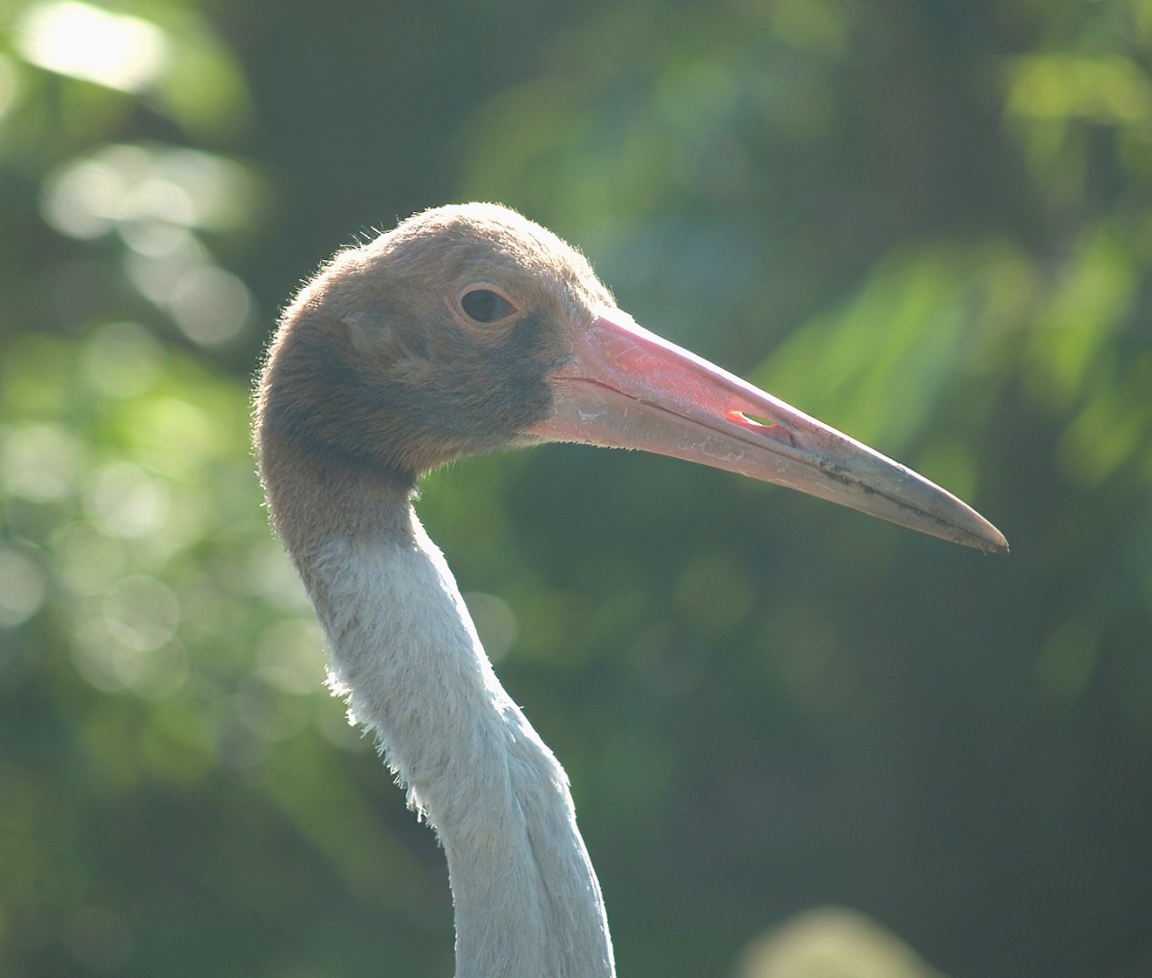 Juvenile Indian sarus crane (Antigone antigone antigone), 2007-04-01
