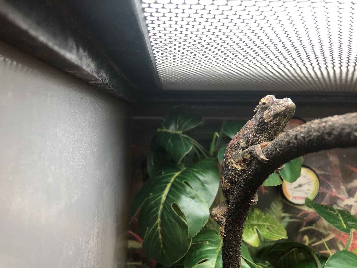 Juvenile Jackson's chameleon