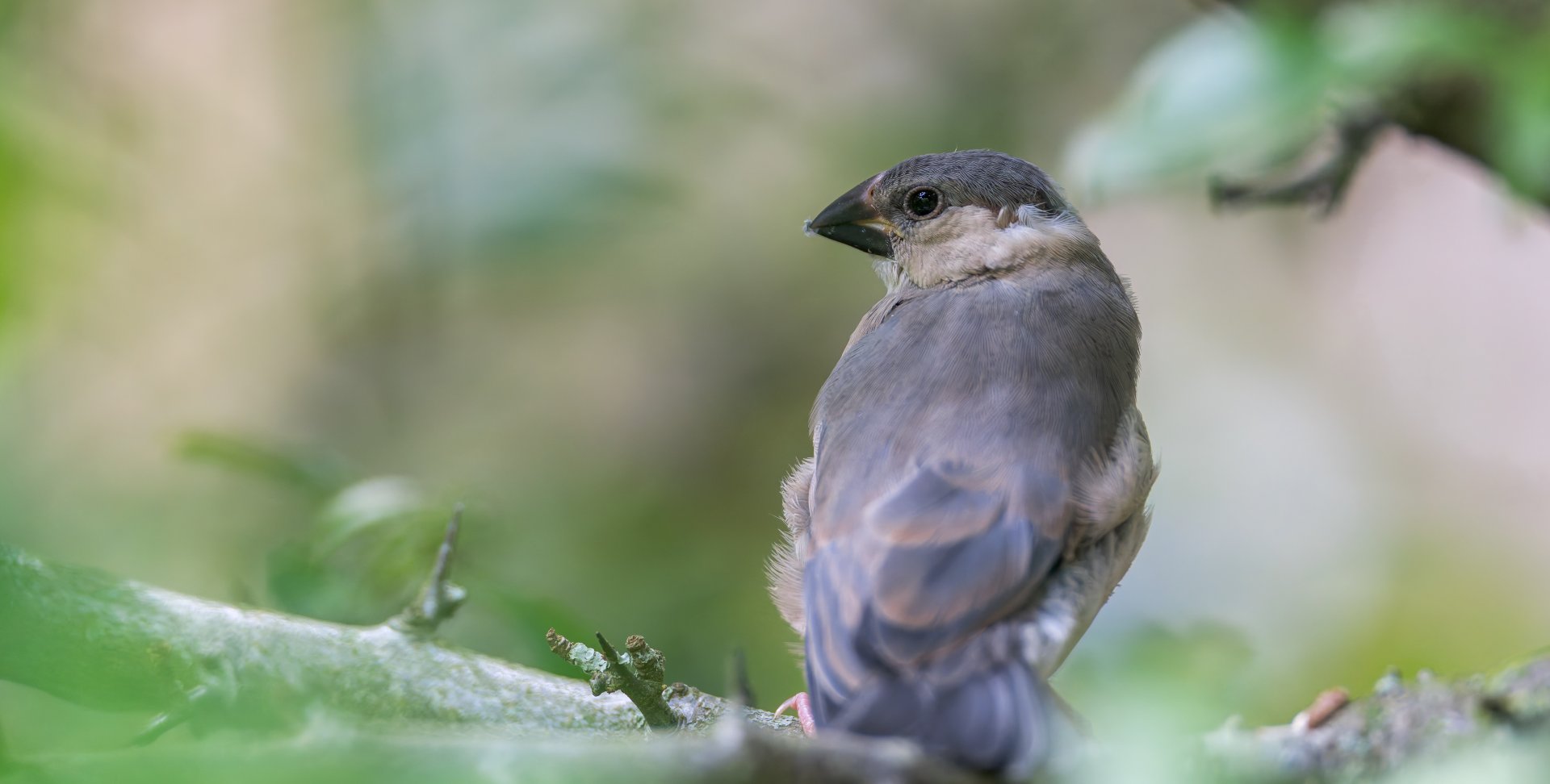 Juvenile Java Sparrow, Chester, UK
