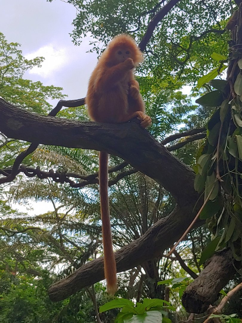 Juvenile Javan Langur