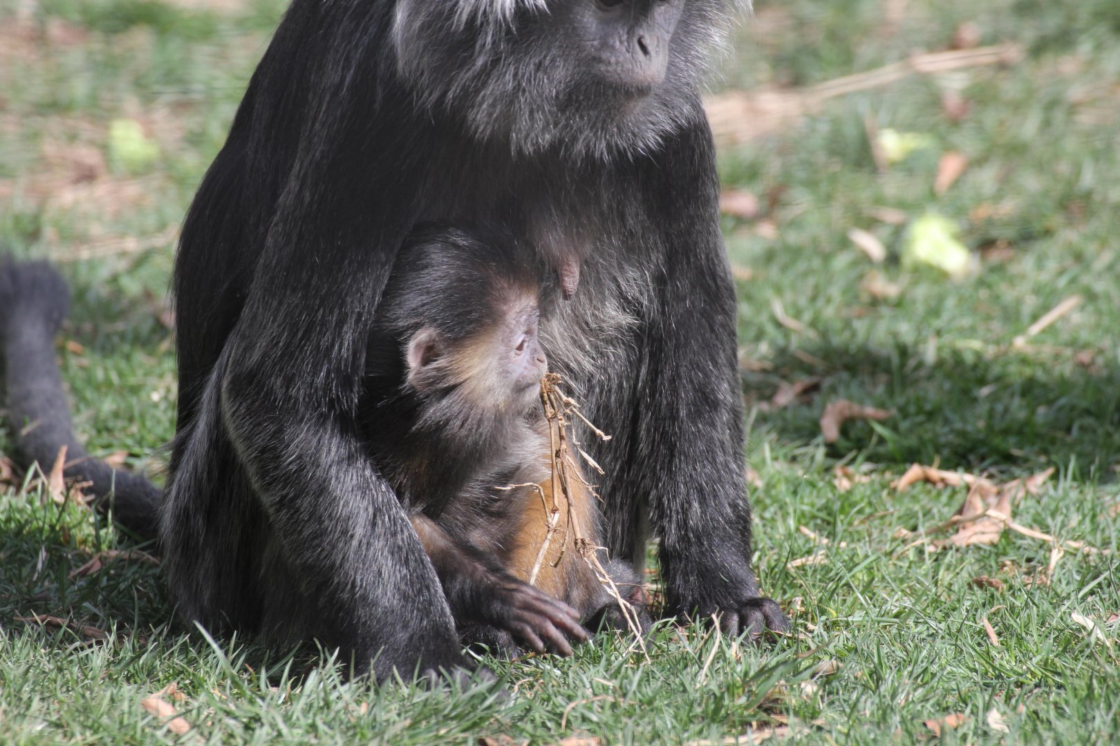 Juvenile Javan Lutung