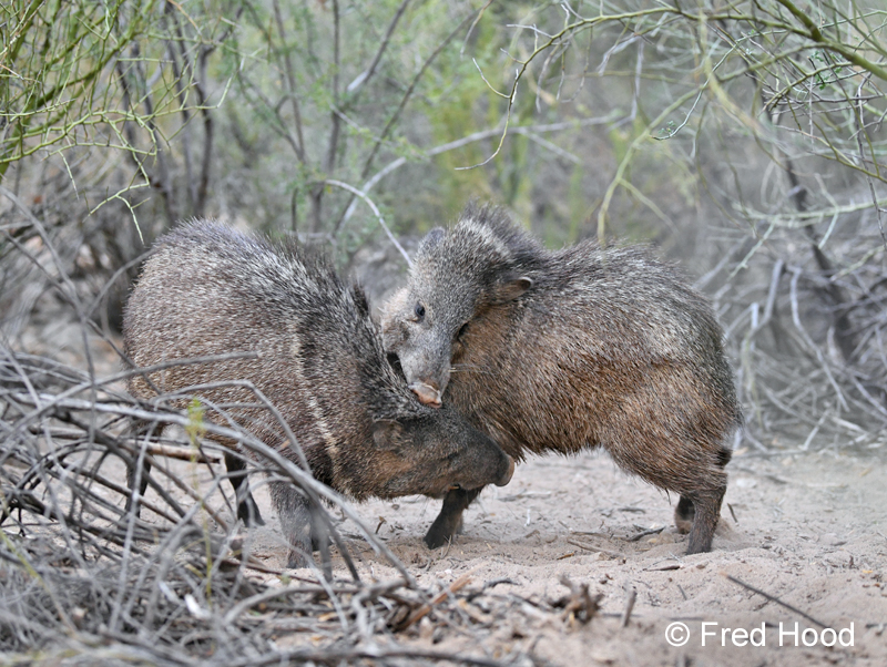 juvenile javelinas sparring