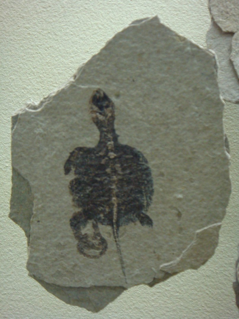 Juvenile Jurassic turtle