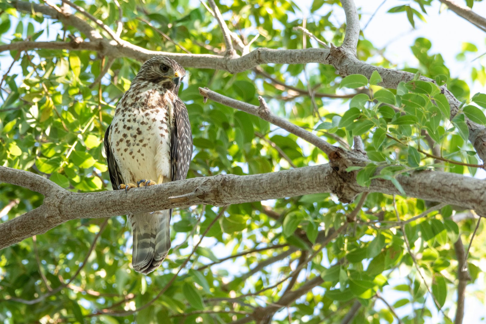 Juvenile Key Red-shouldered Hawk (Buteo lineatus extimus)