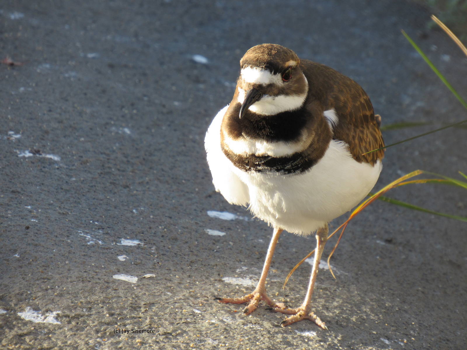 Juvenile Killdeer