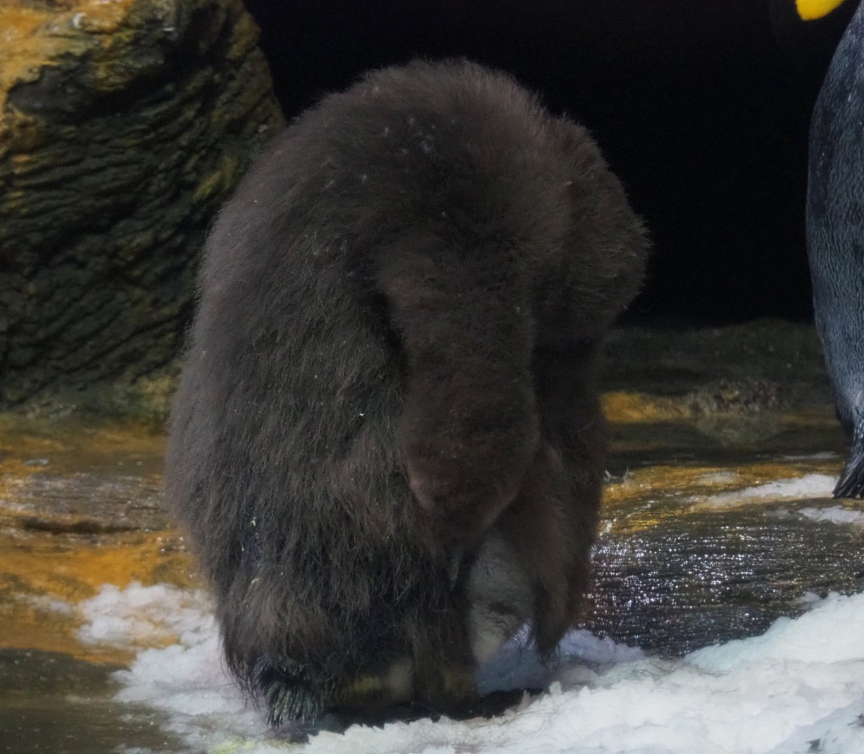 Juvenile King penguin Urban (Aptenodytes patagonicus), 2020-05-24