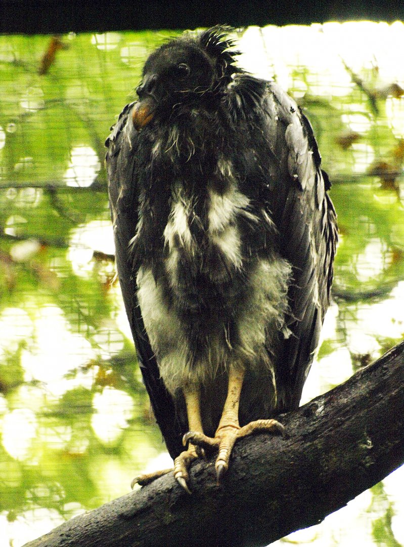Juvenile king vulture
