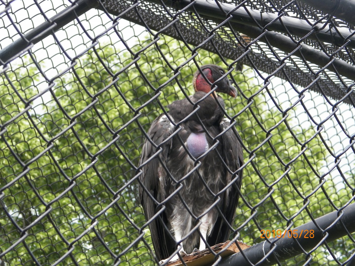 Juvenile King Vulture
