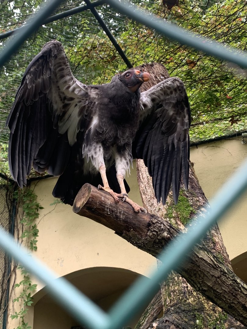 Juvenile king vulture