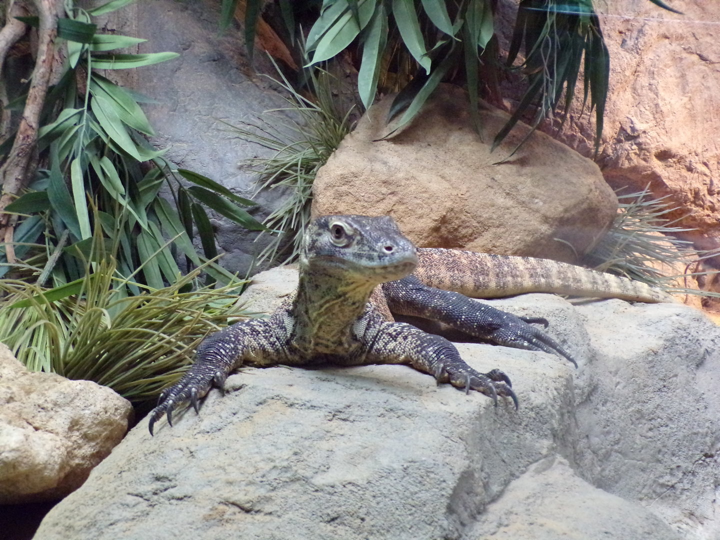 Juvenile Komodo dragon 13.7.23