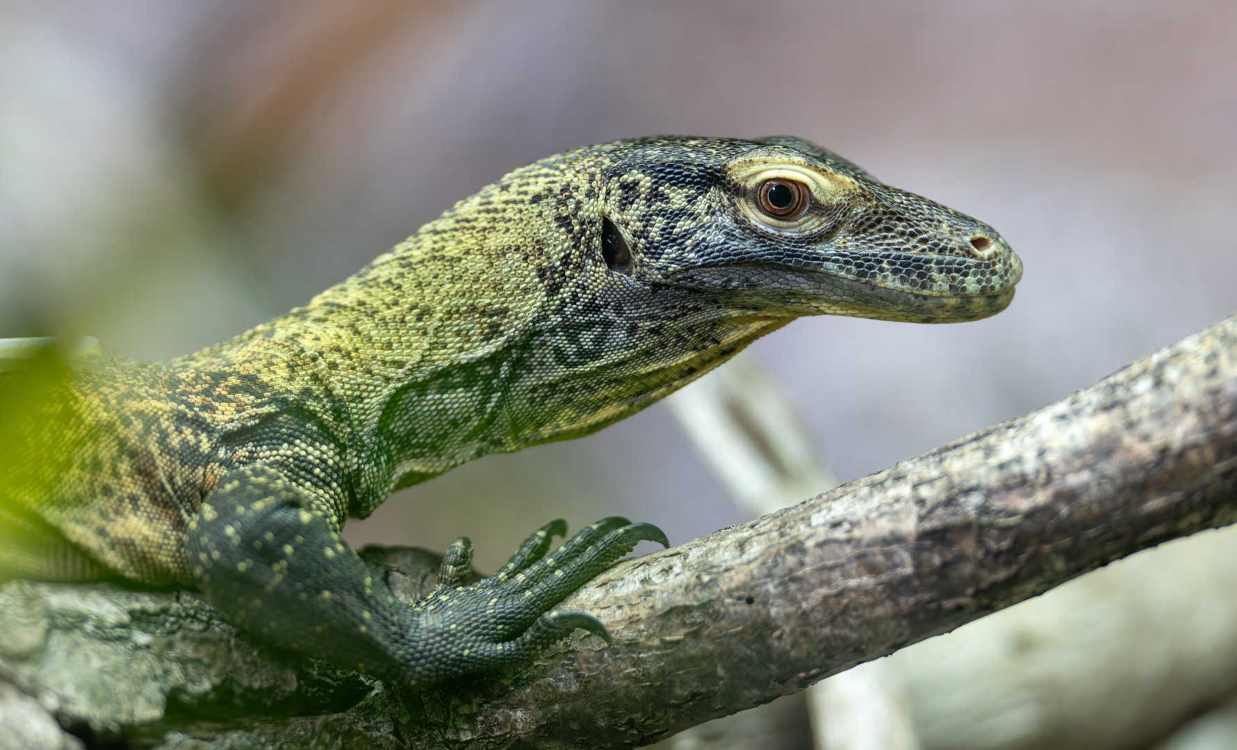 Juvenile Komodo Dragon, Chester, UK