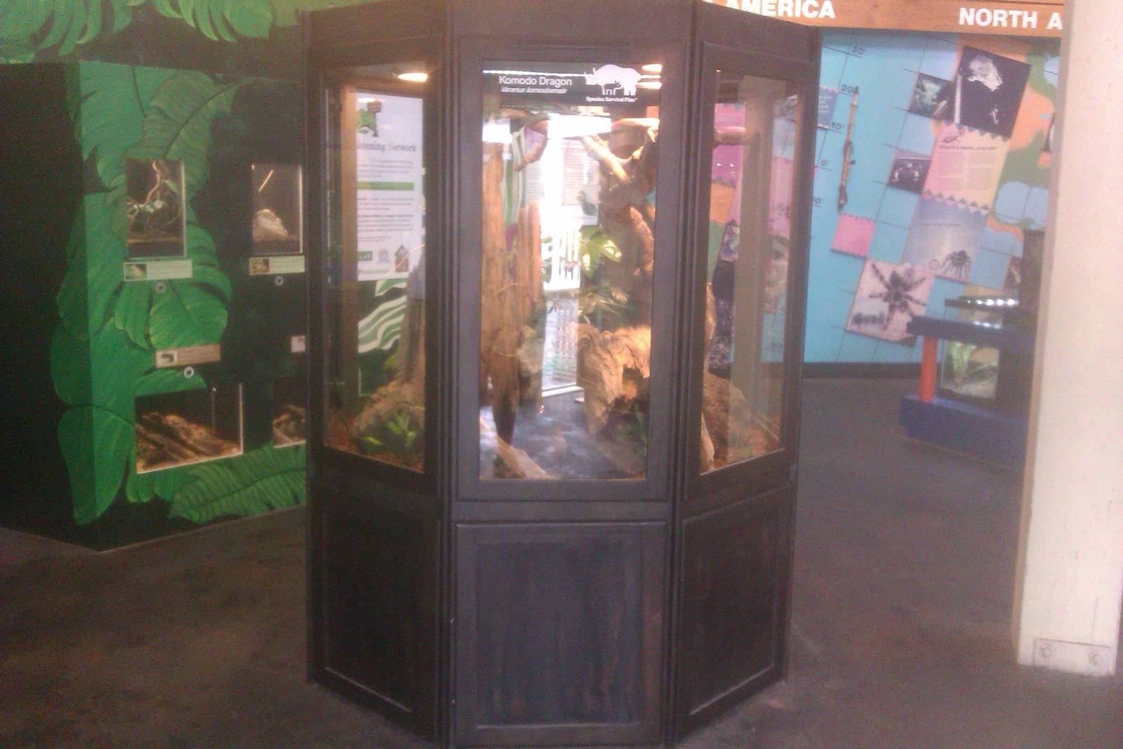 Juvenile Komodo Dragon exhibit