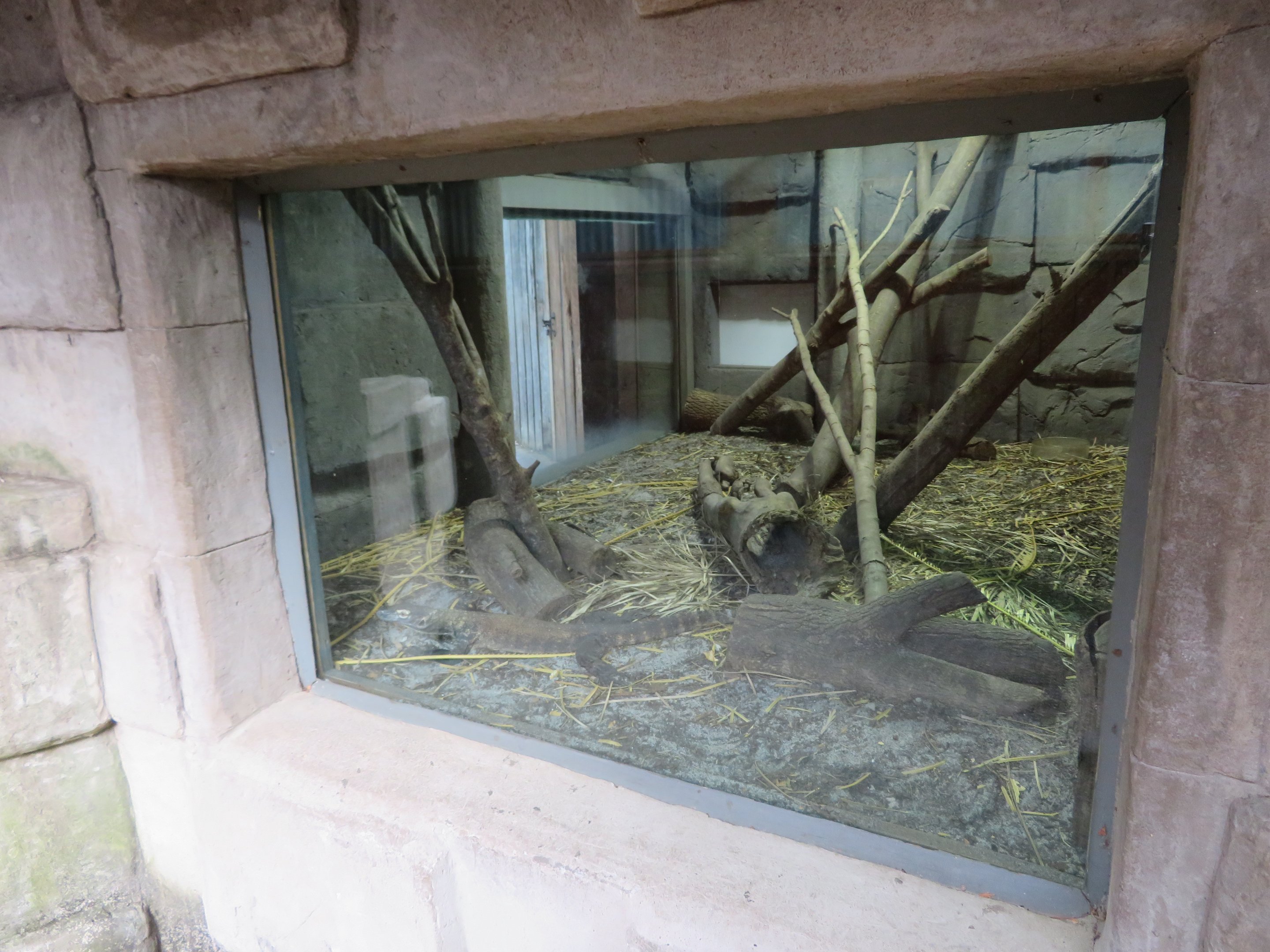 Juvenile Komodo Dragon Exhibit