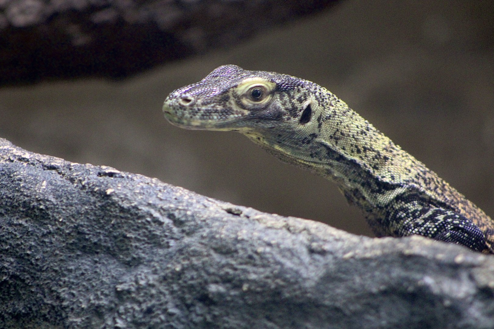 Juvenile Komodo Dragon (Varanus komodoensis)