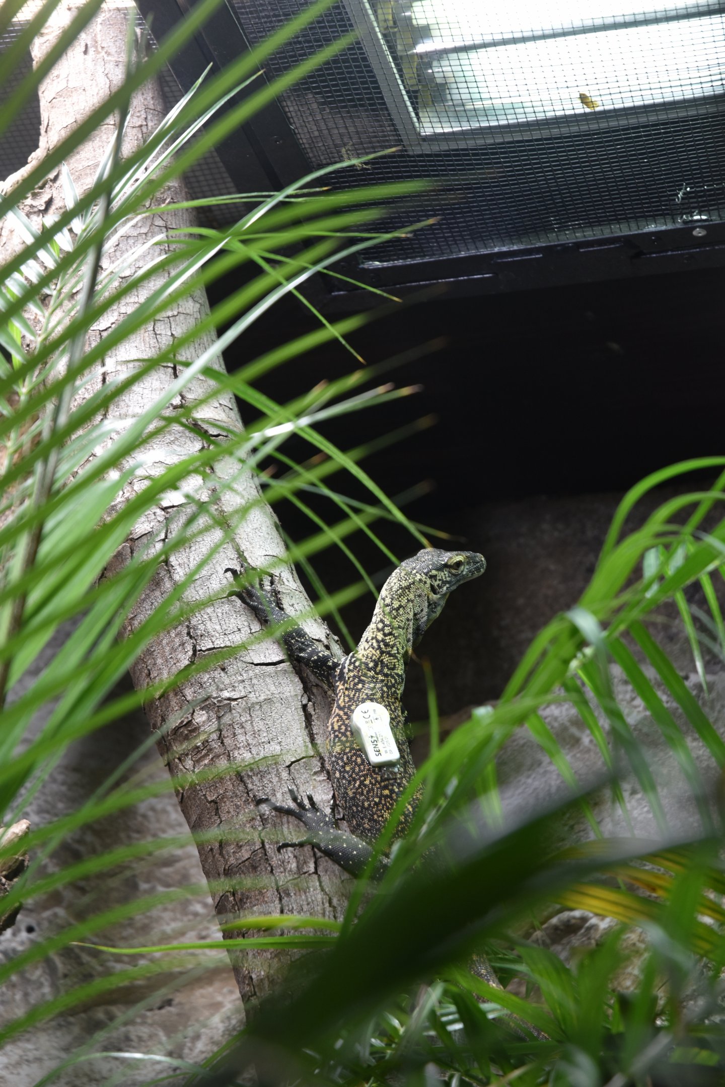 Juvenile Komodo Dragon with Motion Tracker at Chester, 18th April 2024