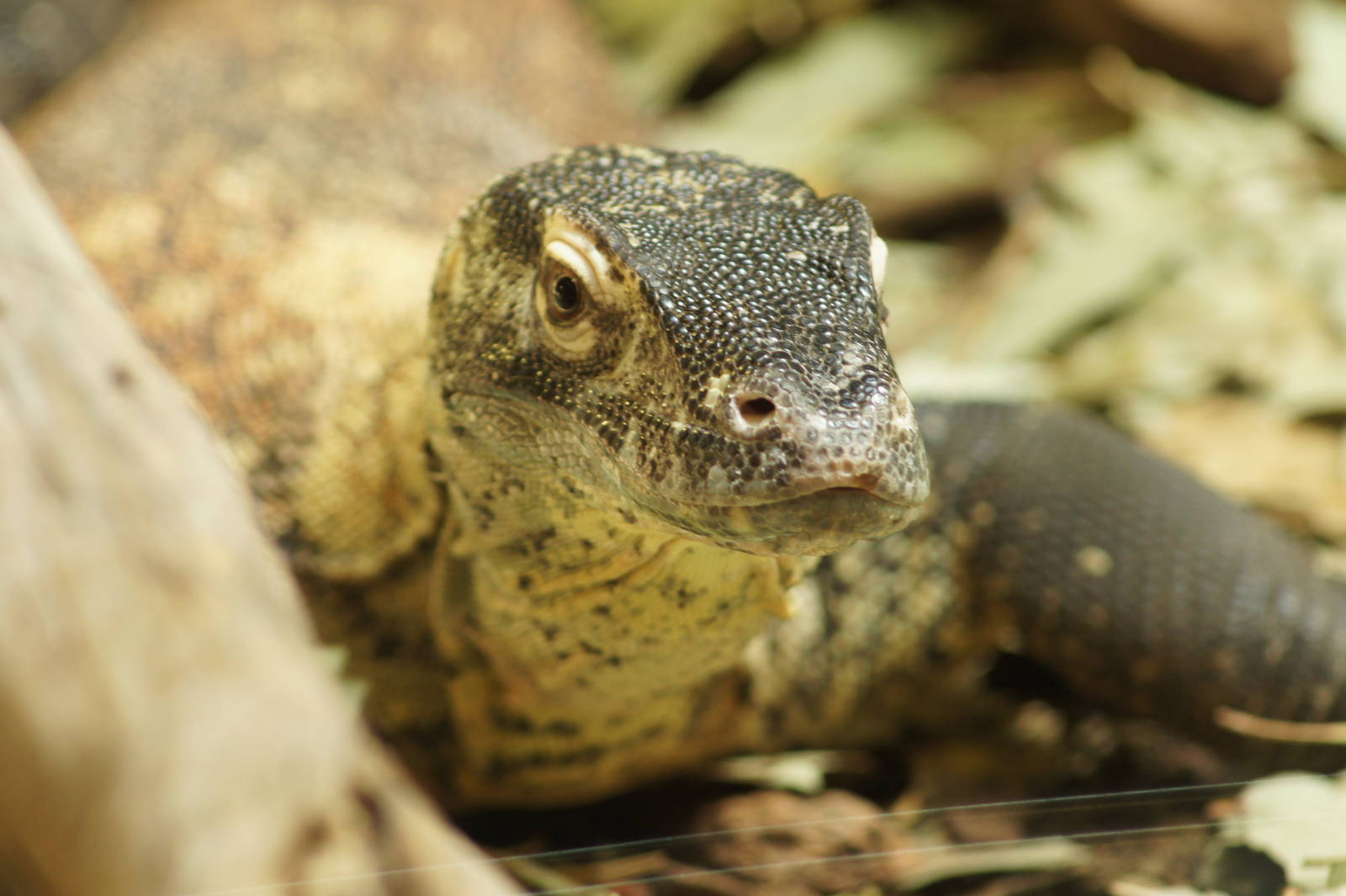 Juvenile Komodo Dragon