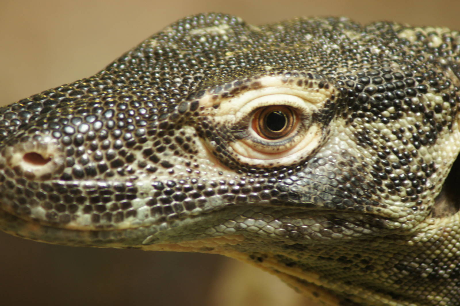 Juvenile Komodo Dragon