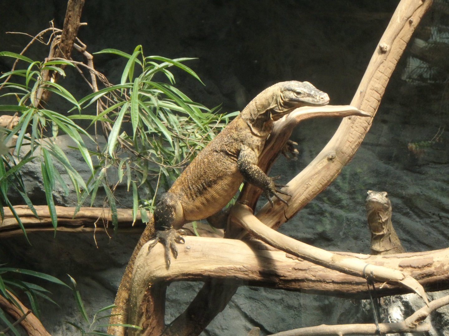 Juvenile Komodo dragon