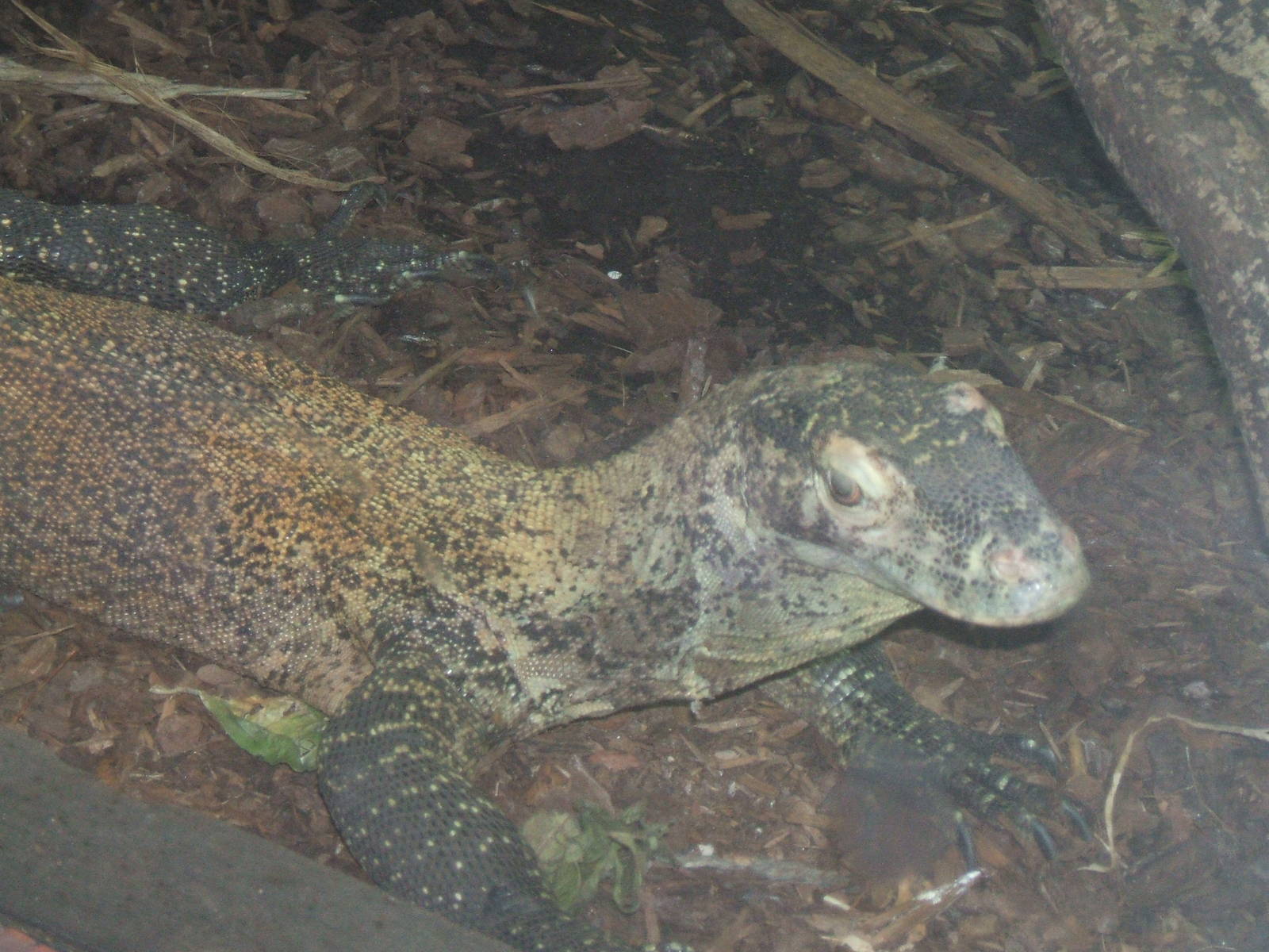 Juvenile Komodo Dragon
