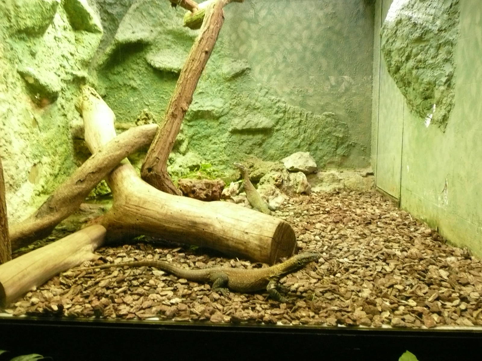 Juvenile Komodo dragons