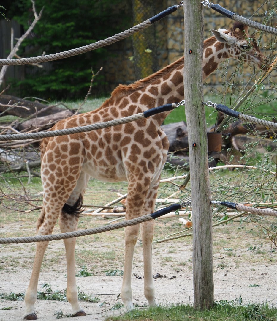 Juvenile Kordofan giraffe (Giraffa camelopardalis antiquorum), 2020-05-23